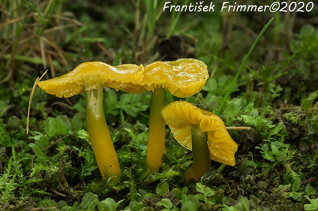 lúčnica žltozelená Gliophorus psittacinus (Schaeff.) Herink