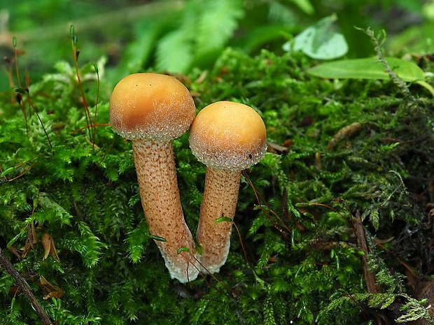 šupinačka menlivá Kuehneromyces mutabilis (Schaeff.) Singer & A.H. Sm.