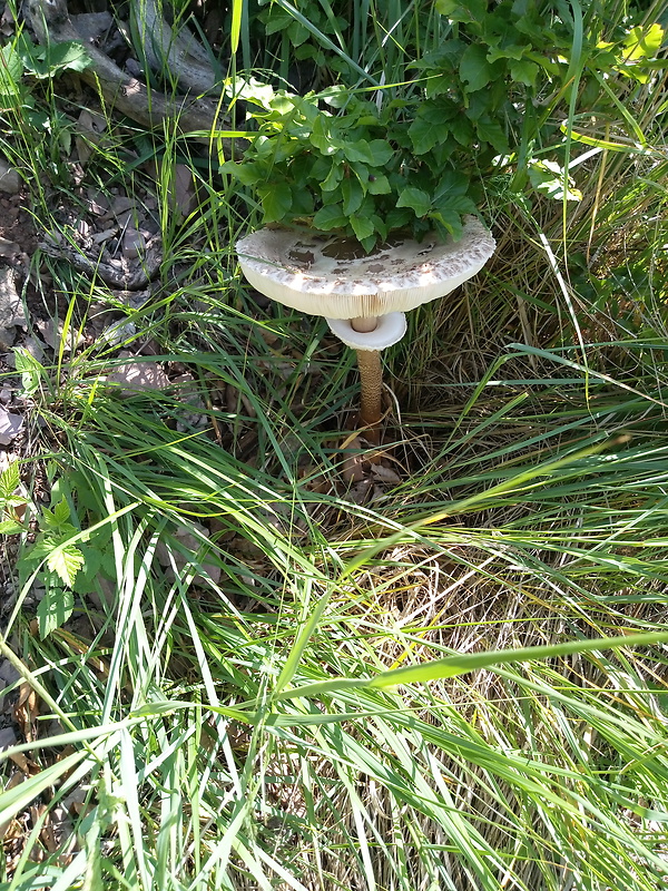 bedľa vysoká Macrolepiota procera (Scop.) Singer