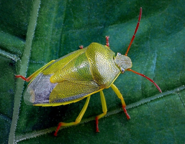 bzdocha (sk) / kněžice (cz) Piezodorus lituratus Fabricius, 1794