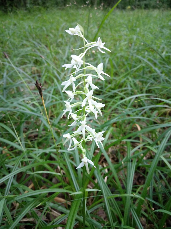 vemenník dvojlistý Platanthera bifolia (L.) Rich.