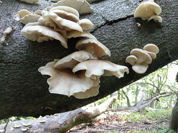 hliva buková Pleurotus pulmonarius (Fr.) Quél.