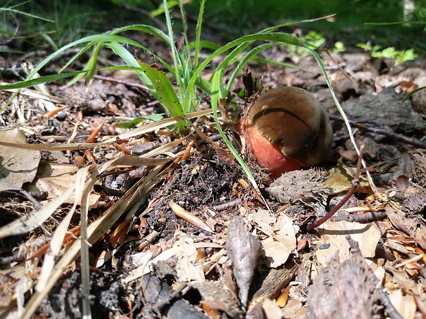 hríb zrnitohlúbikový Sutorius luridiformis (Rostk.) G. Wu & Zhu L. Yang