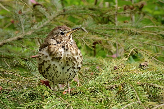 drozd plavý Turdus philomelos