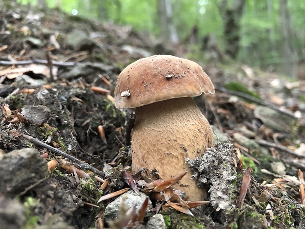 hríb dubový Boletus reticulatus Schaeff.