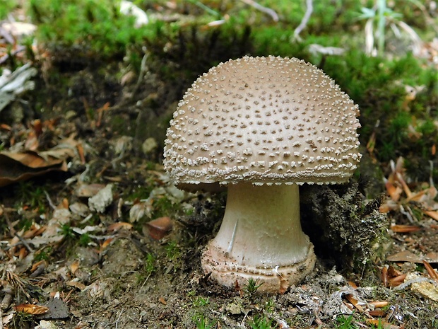 muchotrávka červenkastá Amanita rubescens Pers.