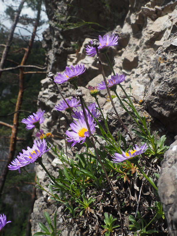 astra alpínska Aster alpinus L.