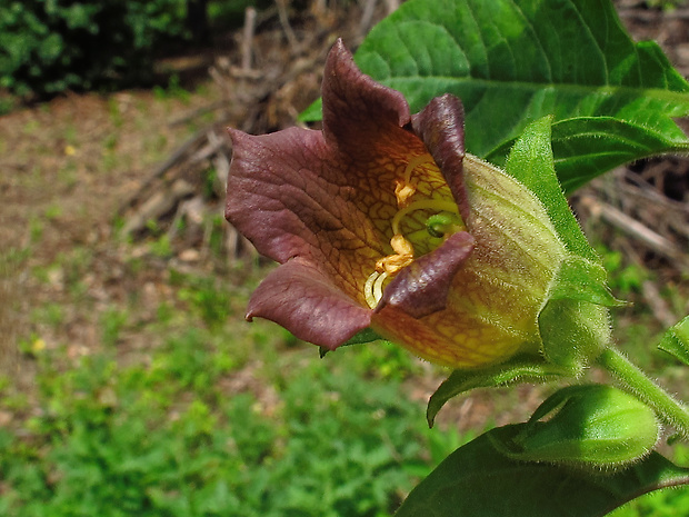 ľuľkovec zlomocný Atropa bella-donna L.