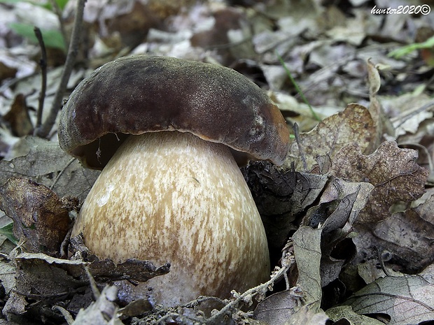 hríb bronzový Boletus aereus Bull. ex Fr.