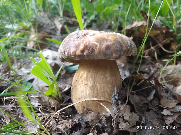 hríb bronzový Boletus aereus Bull. ex Fr.