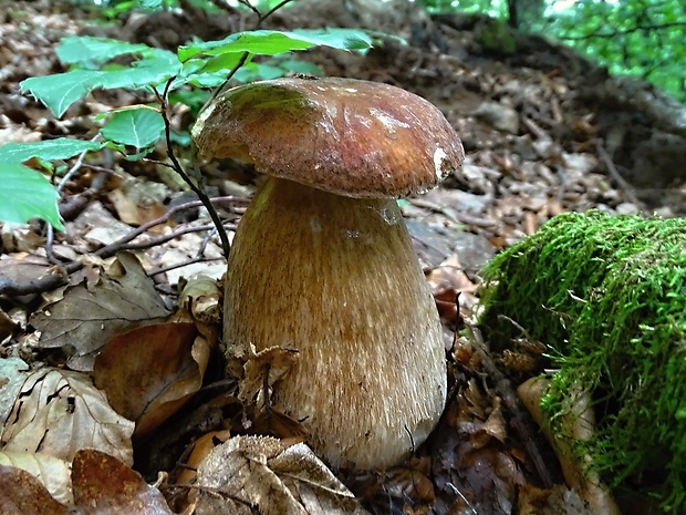 hríb dubový Boletus reticulatus Schaeff.