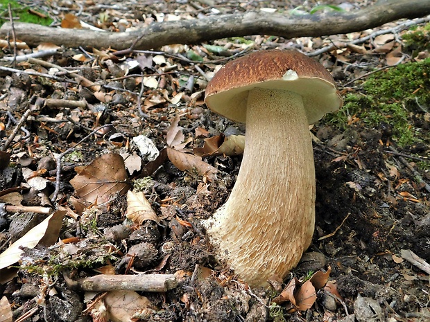 hríb dubový Boletus reticulatus Schaeff.