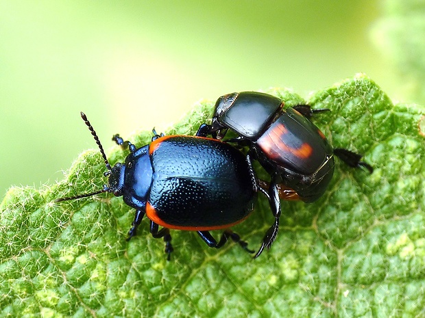 liskavka Chrysolina rossia