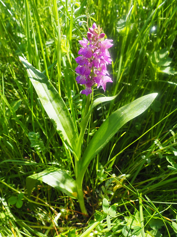 vstavačovec strmolistý pravý Dactylorhiza incarnata subsp. incarnata (L.) Soó