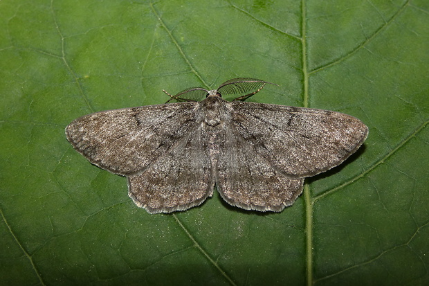 kôrovka orlíčková Ectropis crepuscularia