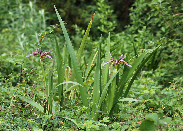 kosatec Iris foetidissima L.
