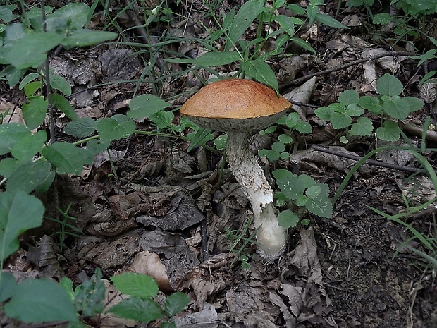 kozák osikový Leccinum albostipitatum den Bakker & Noordel.