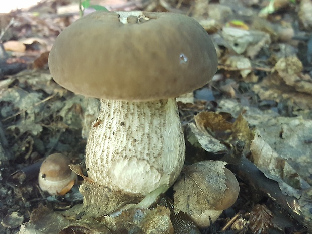 kozák hrabový Leccinum pseudoscabrum (Kallenb.) Šutara