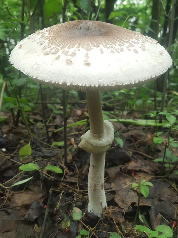 bedľa štíhla Macrolepiota mastoidea (Fr.) Singer