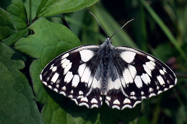 očkáň timotejkový (sk) / okáč bojínkový (cz) Melanargia galathea Linnaeus, 1758