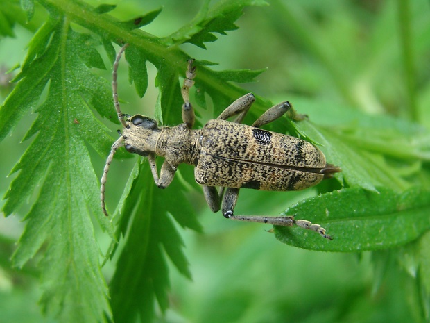 fuzáč  Rhagium mordax