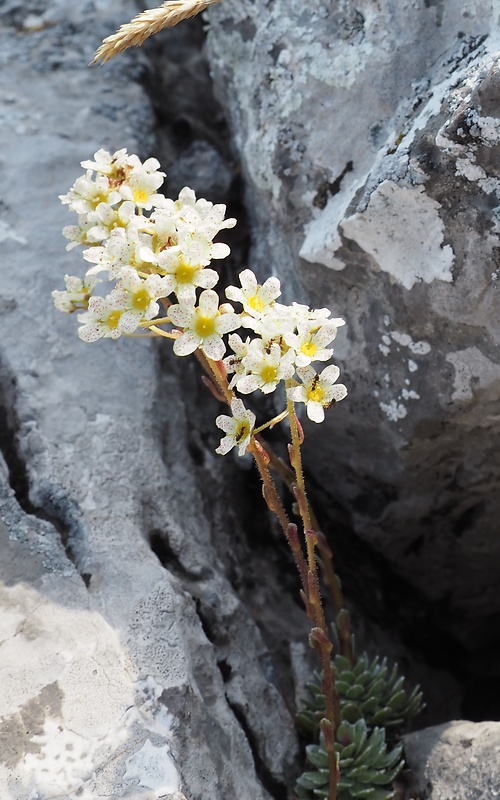 lomikameň metlinatý Saxifraga paniculata Mill.