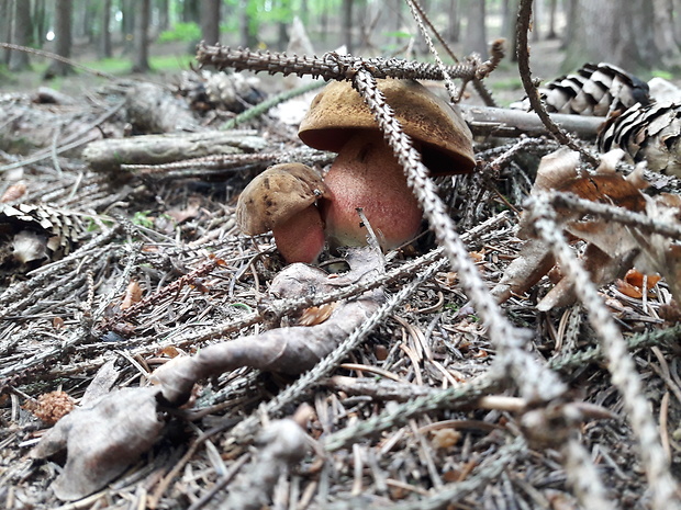 hríb zrnitohlúbikový Sutorius luridiformis (Rostk.) G. Wu & Zhu L. Yang