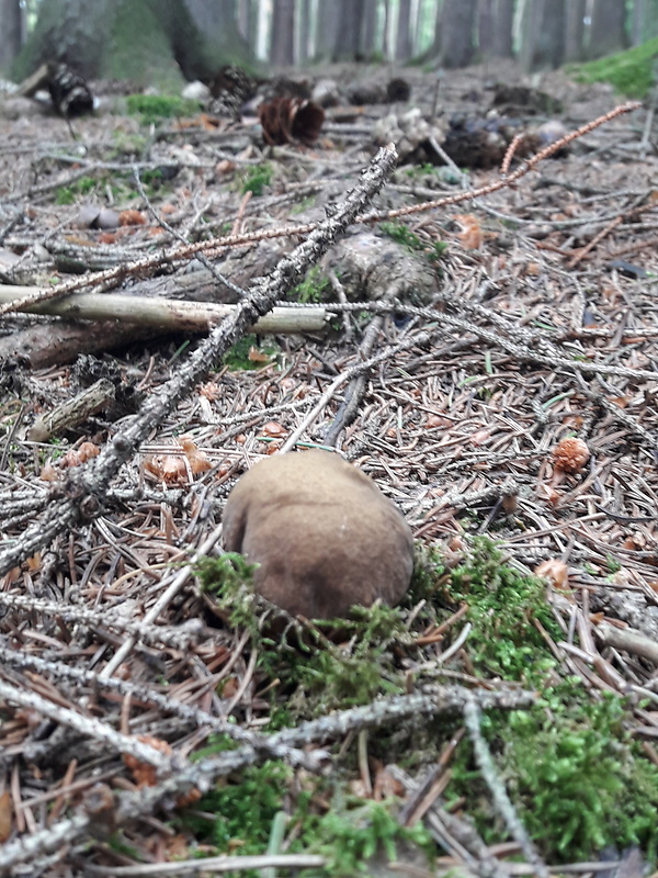 hríb zrnitohlúbikový Sutorius luridiformis (Rostk.) G. Wu & Zhu L. Yang