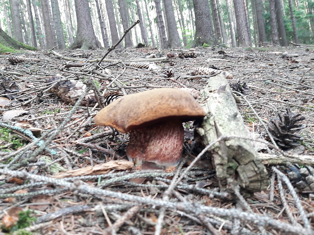 hríb zrnitohlúbikový Sutorius luridiformis (Rostk.) G. Wu & Zhu L. Yang