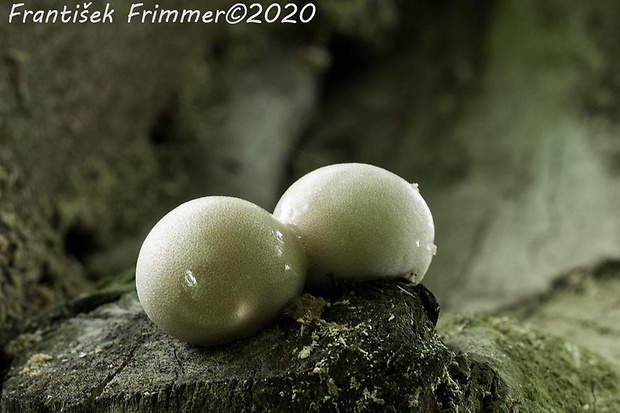 pošvovec stromový Volvariella bombycina (Schaeff.) Singer