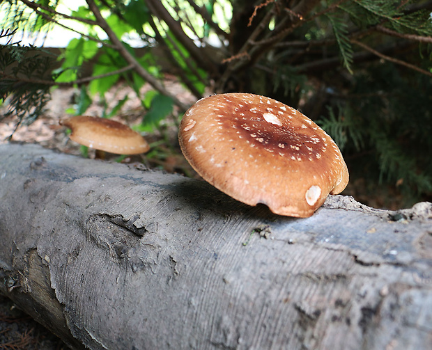 húževnatec jedlý Lentinula edodes (Berk.) Pegler