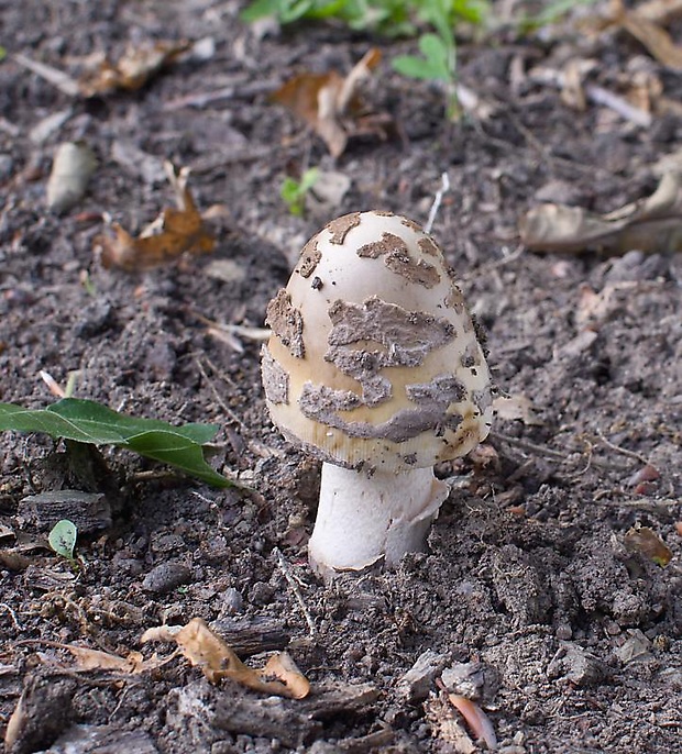 muchotrávka chrastavá Amanita ceciliae (Berk. & Broome) Bas