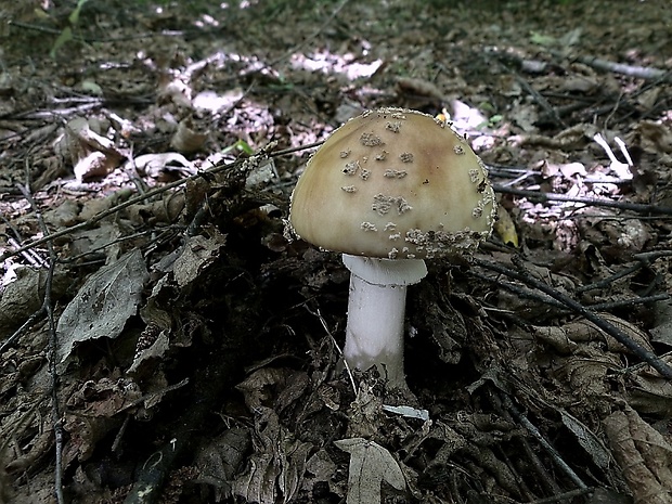 muchotrávka červenkastá Amanita rubescens Pers.