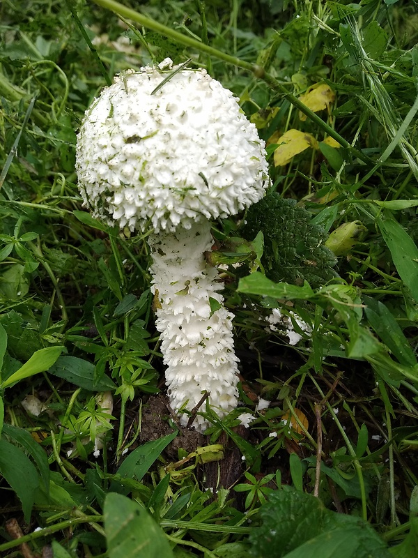 muchotrávka Vittadiniho Amanita vittadinii (Moretti) Vittad.