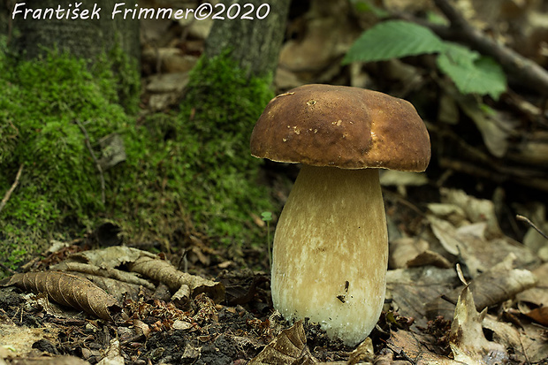 hríb bronzový Boletus aereus Bull. ex Fr.