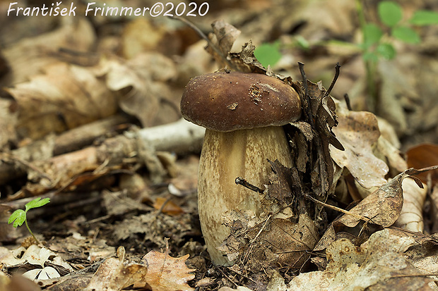 hríb dubový Boletus reticulatus Schaeff.