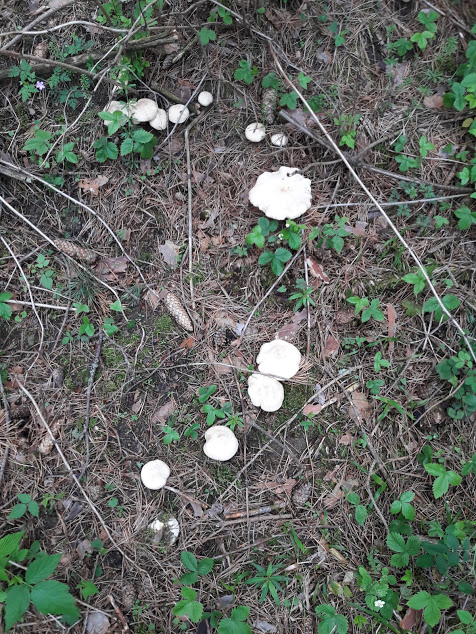 čírovnica májová Calocybe gambosa (Fr.) Donk