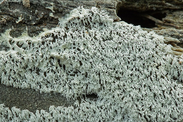 rohačka kríčkovitá Ceratiomyxa fruticulosa var. fruticulosa (O.F. Müll.) T. Macbr