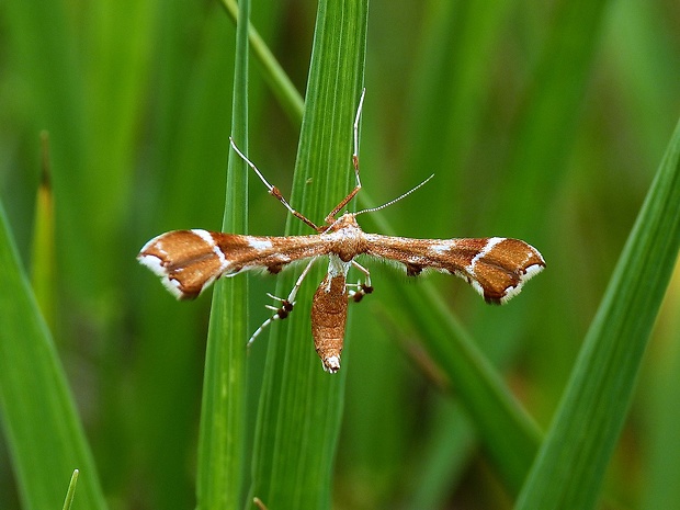 pierkavec šípkový Cnaemidophorus rhododactyla