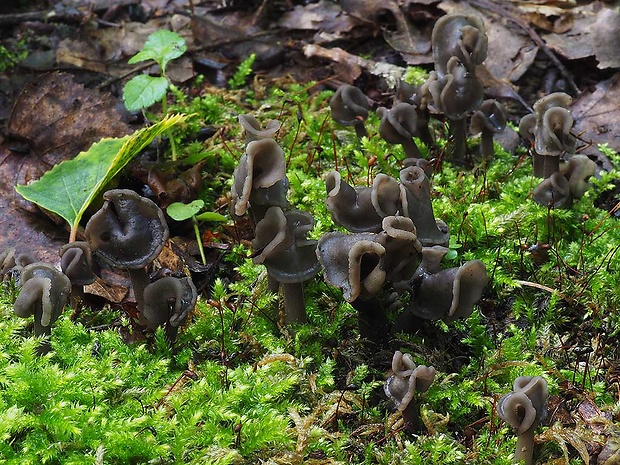 chriapač sedlovitý Helvella ephippium Lév.