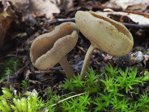 chriapač Helvella fibrosa (Wallr.) Korf