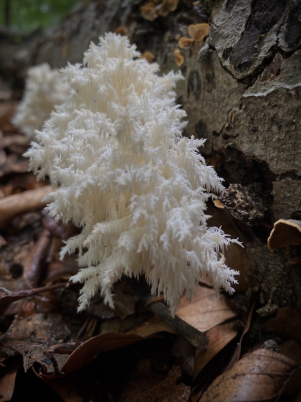 koralovec bukový Hericium coralloides (Scop.) Pers.