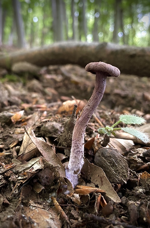 lakovka ametystová Laccaria amethystina (Huds.) Cooke