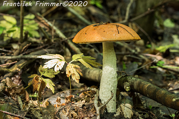 kozák osikový Leccinum albostipitatum den Bakker & Noordel.