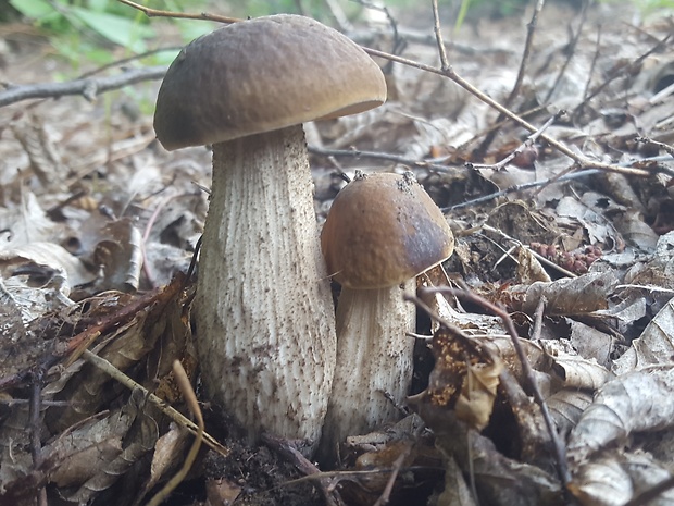 kozák hrabový Leccinum pseudoscabrum (Kallenb.) Šutara