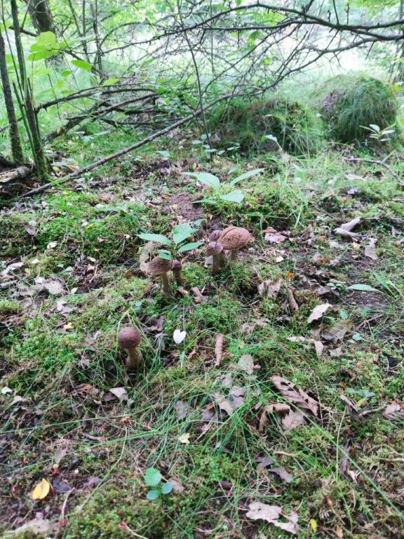 kozák hrabový Leccinum pseudoscabrum (Kallenb.) Šutara