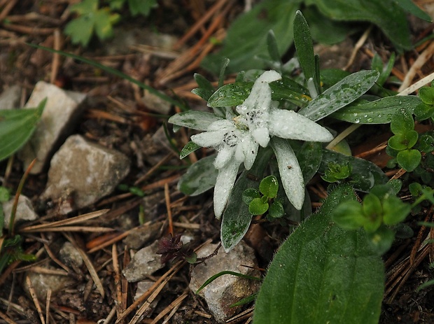 plesnivec alpínsky Leontopodium alpinum Cass.