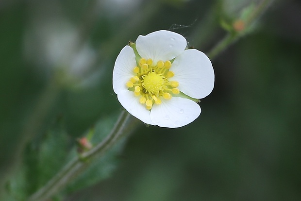 nátržník skalný Potentilla rupestris L.