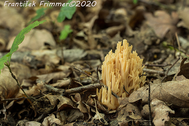 strapačka zlatožltá Ramaria aurea (Schaeff.) Quél.