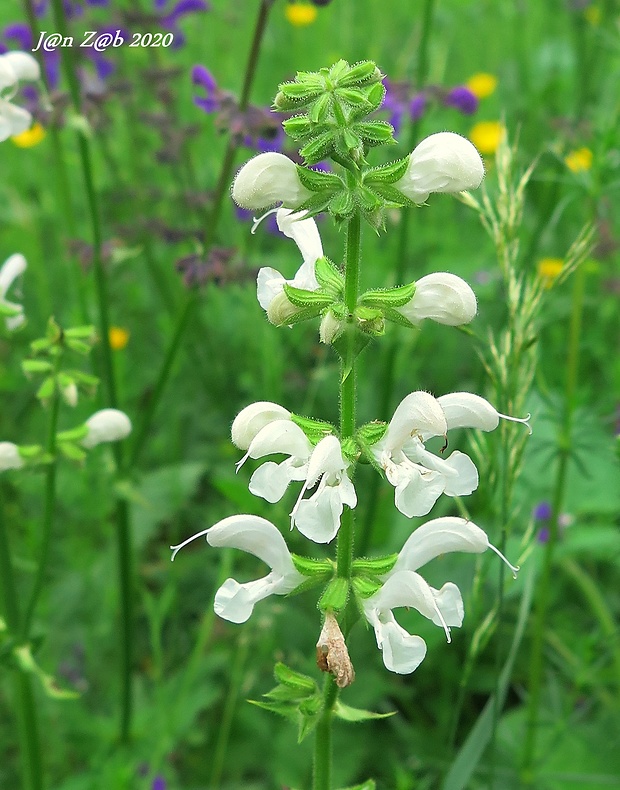 šalvia lúčna Salvia pratensis L.